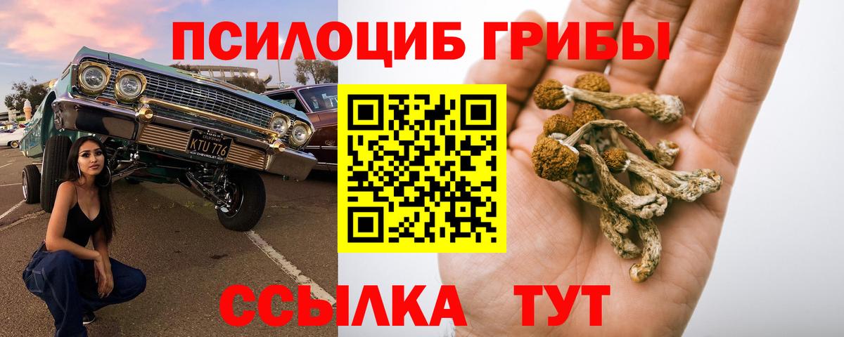 Галлюциногенные грибы Psilocybine cubensis Салехард